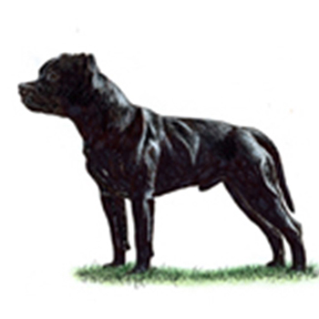 Staffordshire Bull Terrier - Click Image to Close